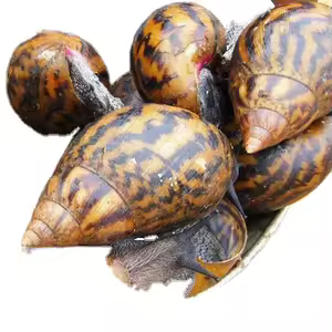 Frozen Giant Snail (A pack of 3 pieces)