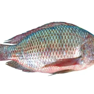 Tilapia